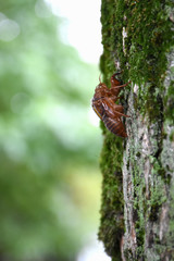 日本の昆虫「蝉の抜け殻」（空蝉）あの夏の日、暑い夏の日、熱中症に注意、暑い、うつろな感じ、活力のない、腑抜けたなどのイメージ