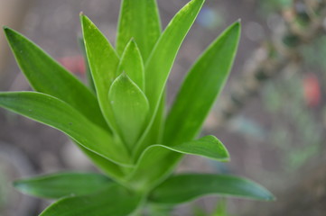 Obraz premium Natural Plant Close Up