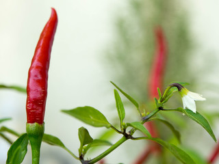Chilli pepers plant with small red peppers