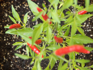 Chilli pepers plant with small red peppers