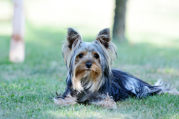 Small Yorkshire Terrier in the garden.