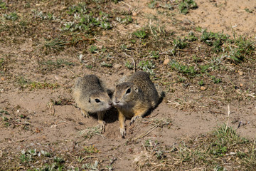 marmot