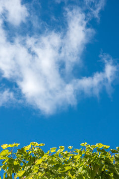 Green Leaves And Suny Blue Sky With Clouds