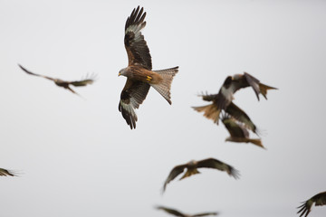Red kite