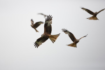Red kite
