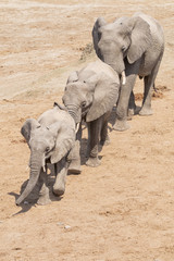 Fototapeta premium three elephants