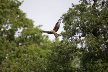 Red kite