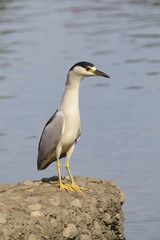 Bird night heron along city park lake shore