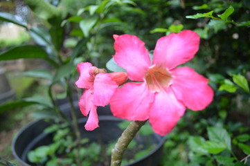 Natural Plant Close Up