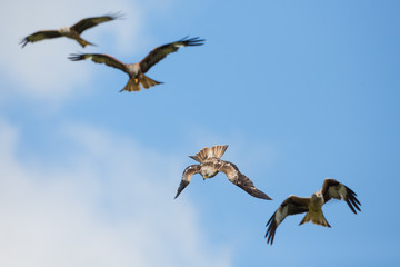 Red kite