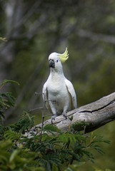 Australia cacatoes