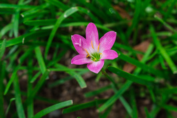 Fototapeta premium Flower : 六花