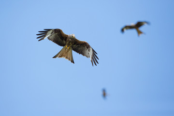 Red kite