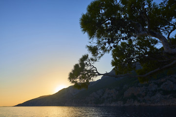 Amazing sunset over Pine tree, symbol of Plenkovic, in Sveta Nedilja, known as Sveta Nedjelja on...
