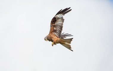 Red kite