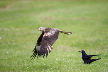 Red kite