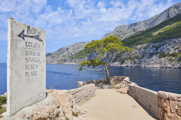 Pine tree, symbol of Plenkovic, in Sveta Nedilja, known as Sveta Nedjelja on the Croatian island of...