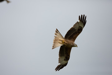 Red kite