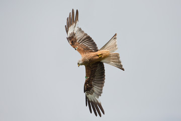 Red kite