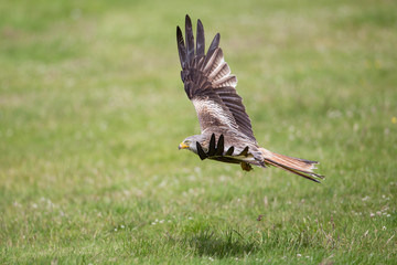 Red kite
