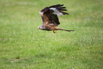 Red kite