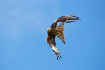 Red kite