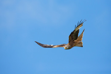 Red kite