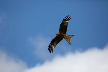 Red kite