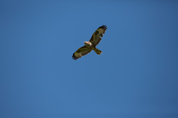 Red kite