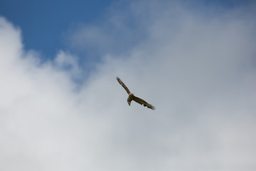 Red kite