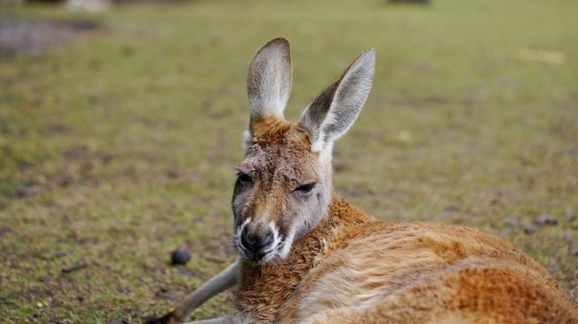 Kangaroo relaxing on grass