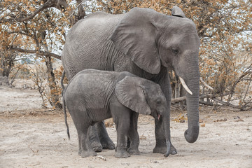 elephant with calf