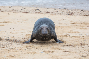 Fototapeta premium Grey Seals
