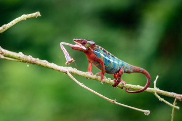 Chameleon Furcifer pardalis Ambolobe 2 years old, Madagascar endemic Panther chameleon in angry state, pure Ambilobe (Chamaeleoninae) 