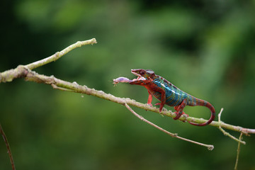 Chameleon Furcifer pardalis Ambolobe 2 years old, Madagascar endemic Panther chameleon in angry state, pure Ambilobe (Chamaeleoninae) 