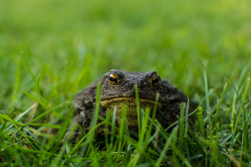 Toad in the grass