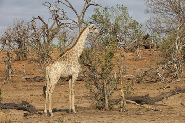 giraffe in the bush