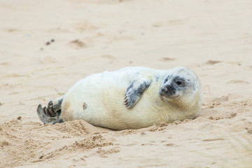 Grey Seals