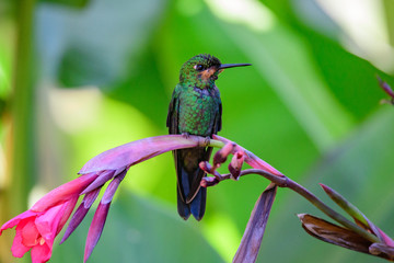 Hummingbird(Trochilidae)Flying gems