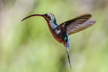 Fototapeta premium Hummingbird(Trochilidae)Flying gems