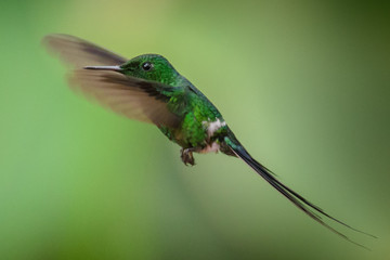 Hummingbird(Trochilidae)Flying gems