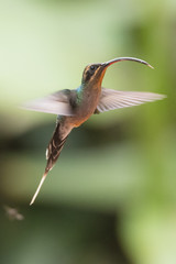 Hummingbird(Trochilidae)Flying gems