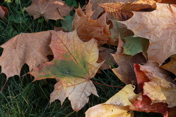 Leaves on the grass