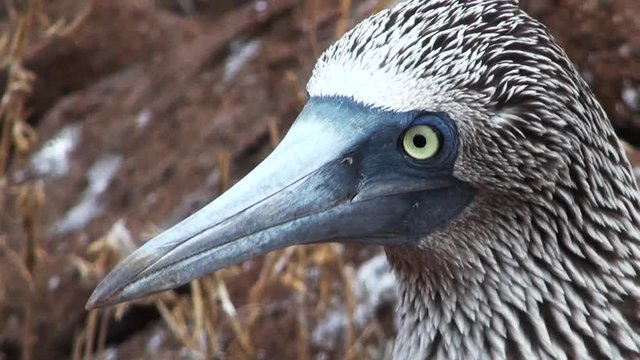 Close up, blue footed booby in Galapagos