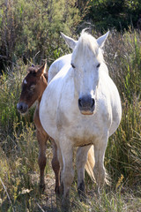 Wild horses in Camargue, France