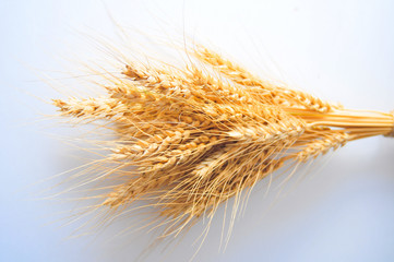 Ripe yellow wheat stalks on the table