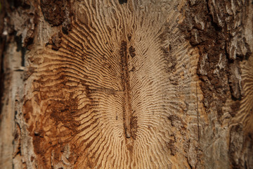 Closeup photo of tree bark with traces of a pest