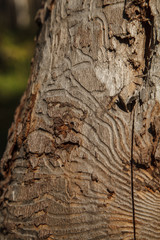 Closeup photo of tree bark with traces of a pest