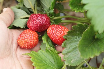 Fresh strawberries is delicious in the garden