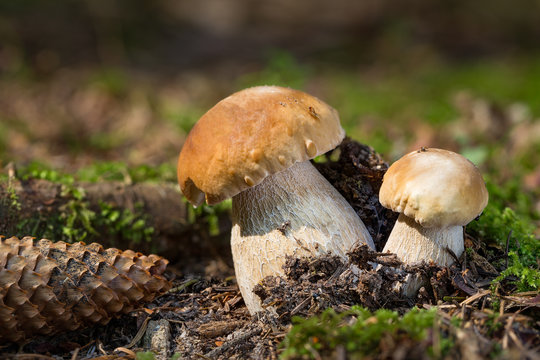Boletus edulis, edible mushrooms